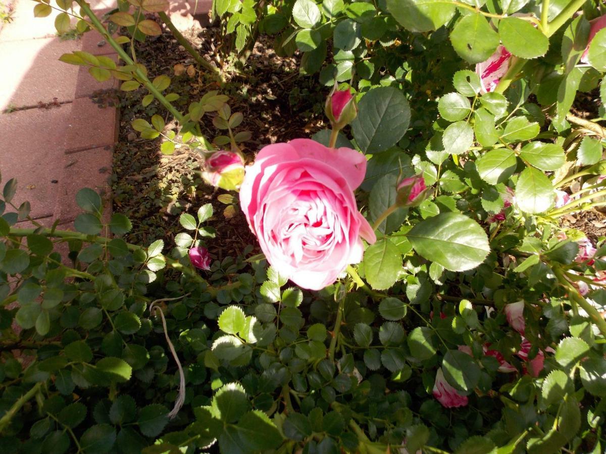 Le Gite Bleu Willgottheim 外观 照片